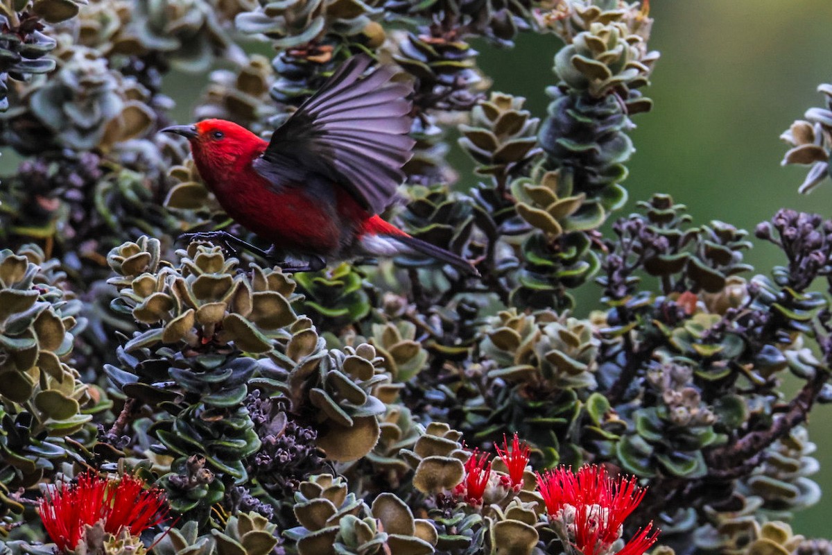 Apapane - ML645423801