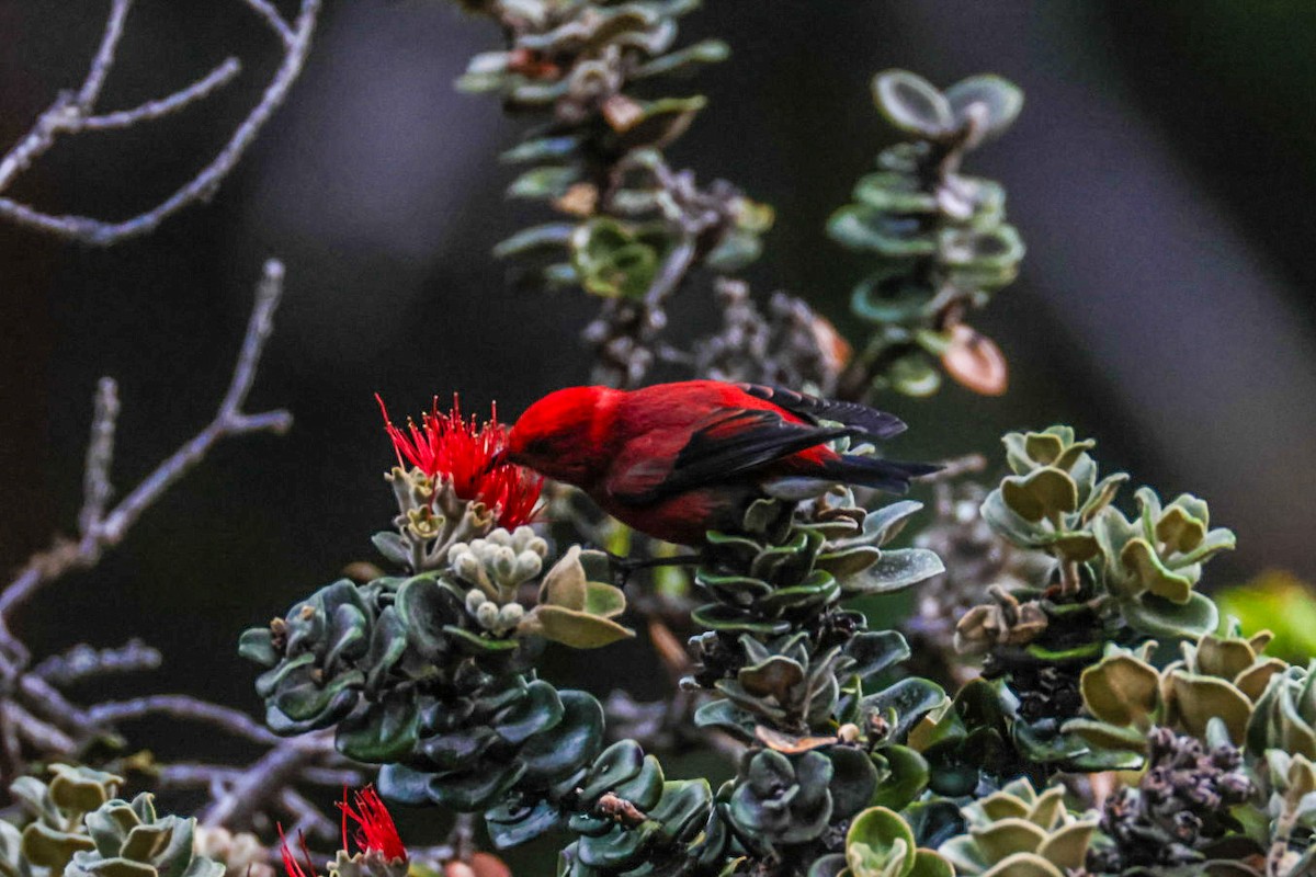 Apapane - ML645423802