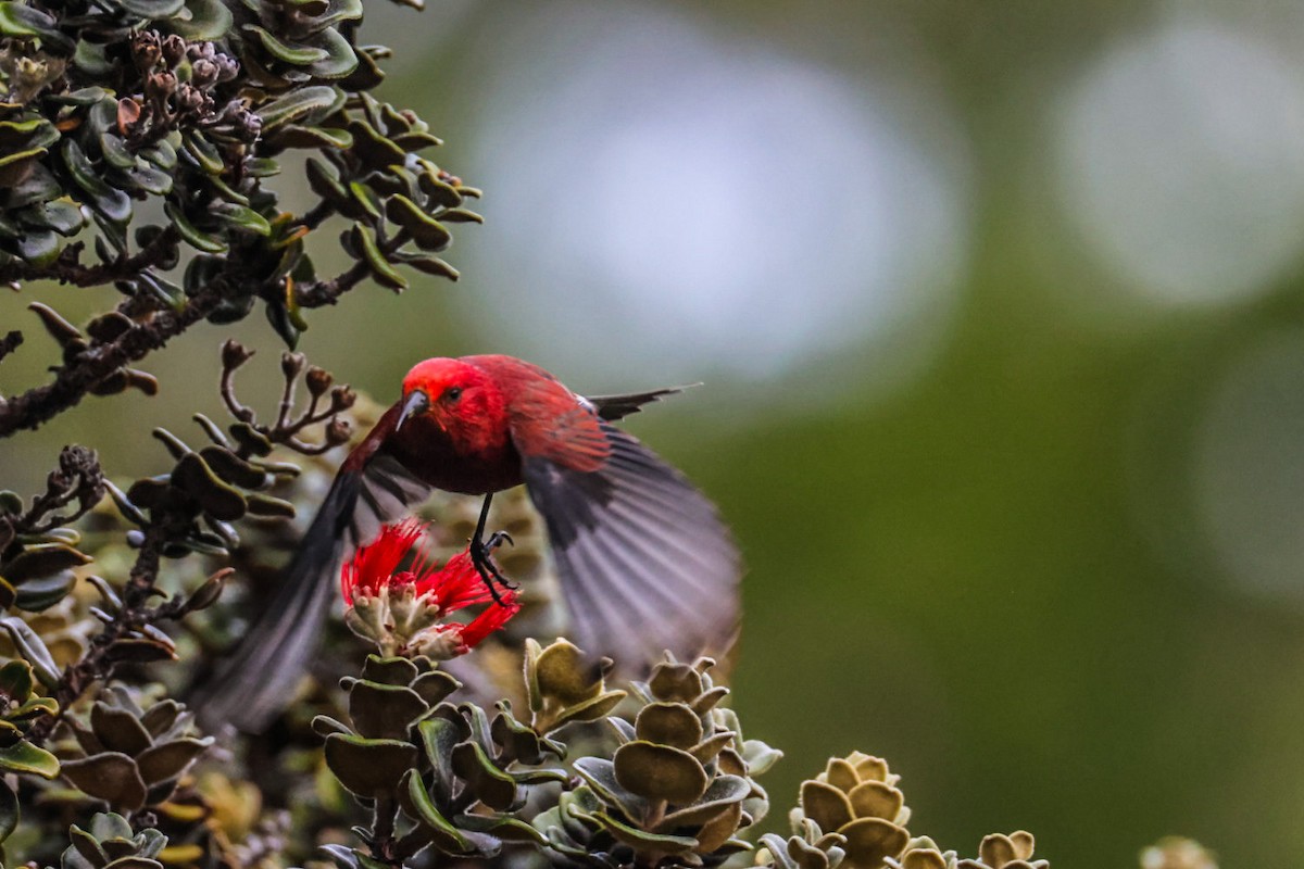 Apapane - ML645423803