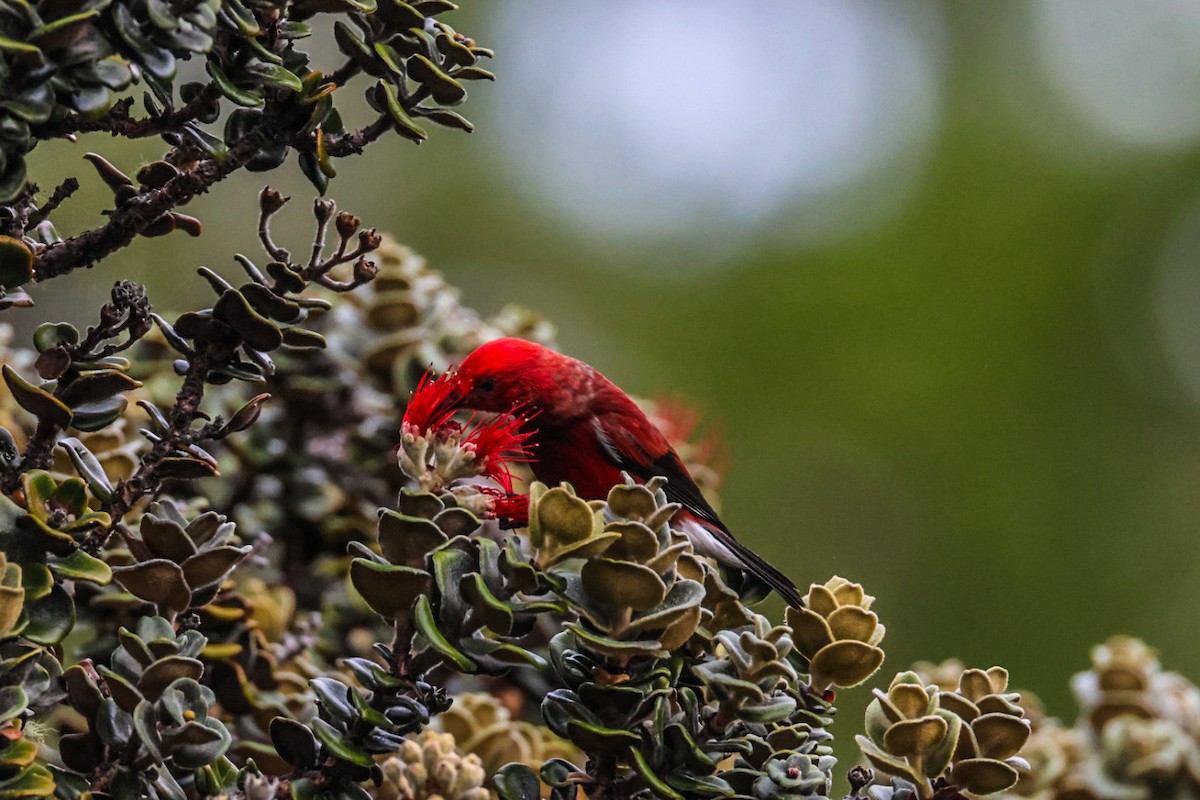 Apapane - ML645423804