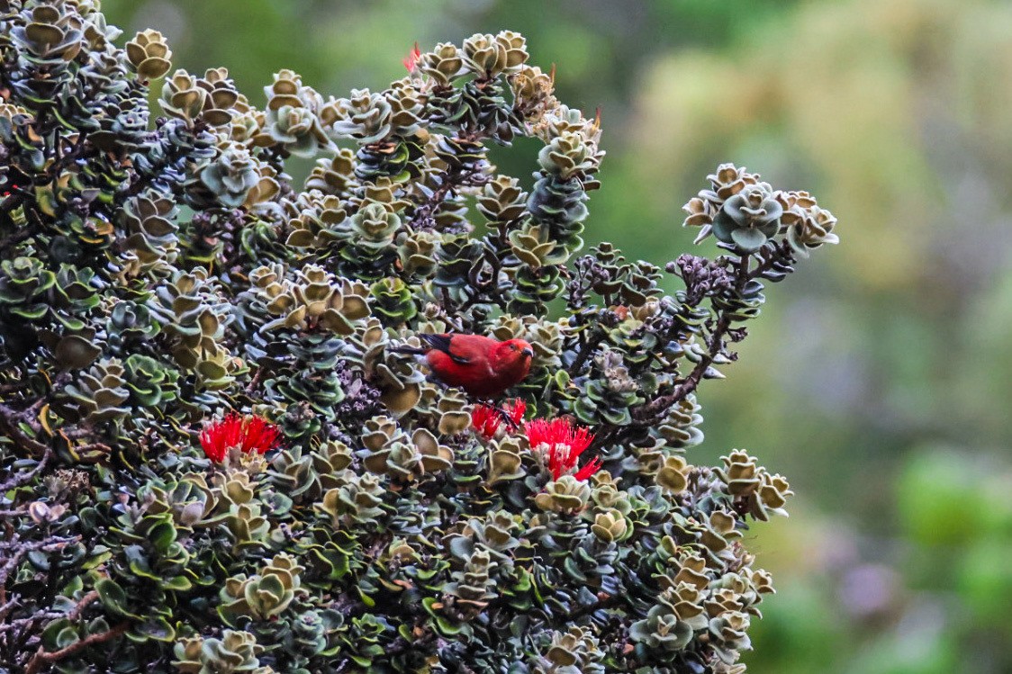 Apapane - ML645423805