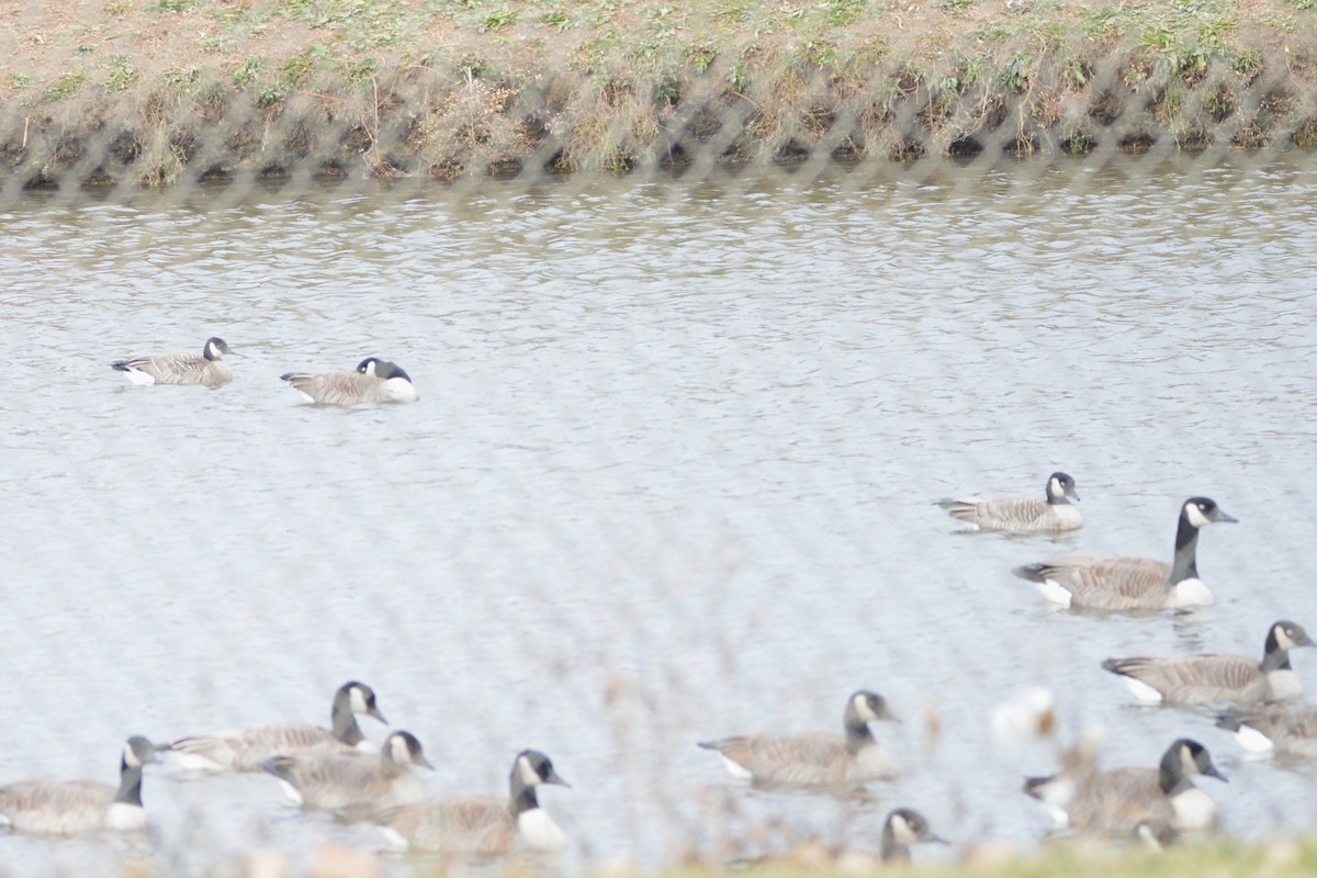 小加拿大雁 - ML645423807