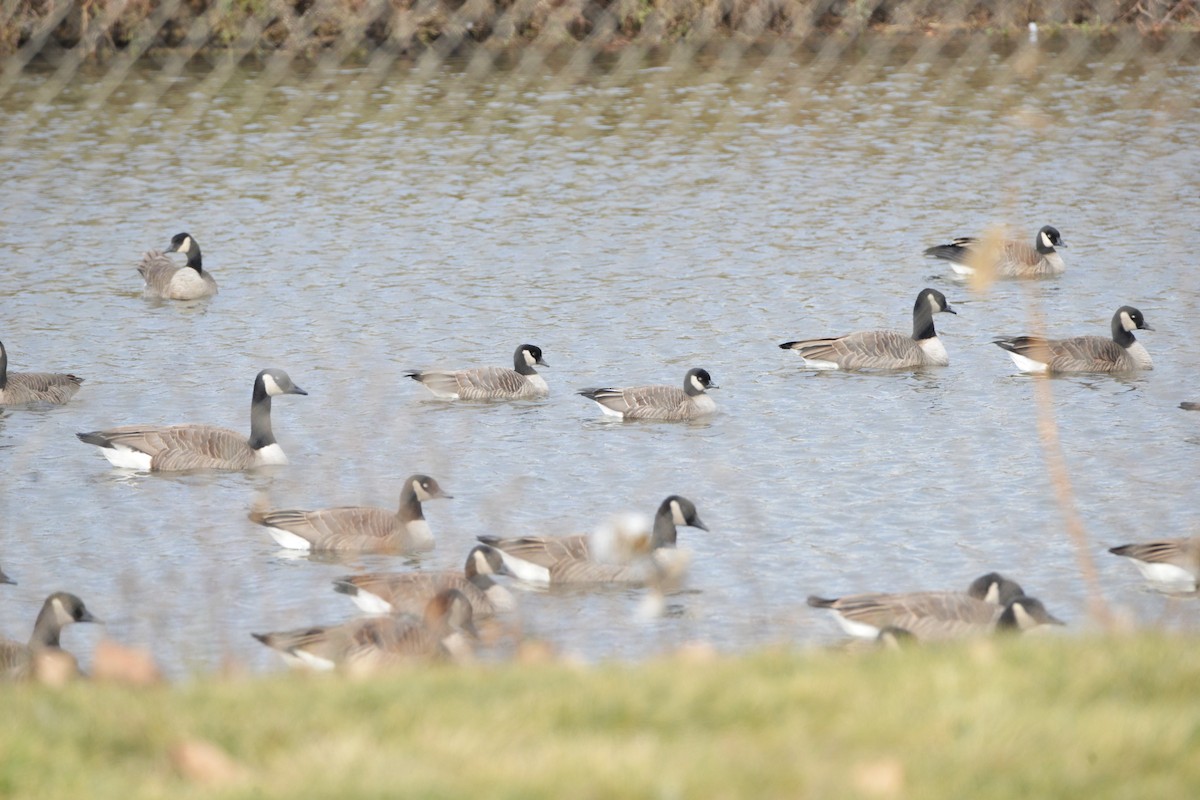 小加拿大雁 - ML645423808