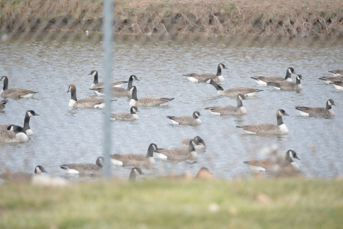 小加拿大雁 - ML645423809