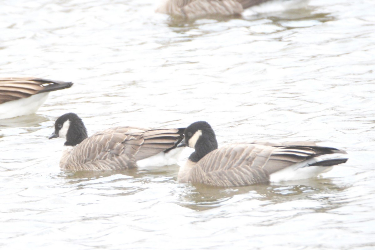 小加拿大雁 - ML645423823