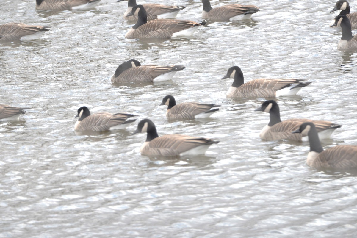 小加拿大雁 - ML645423824