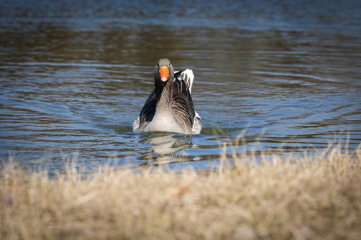Oie cendrée (forme domestique) - ML645423827
