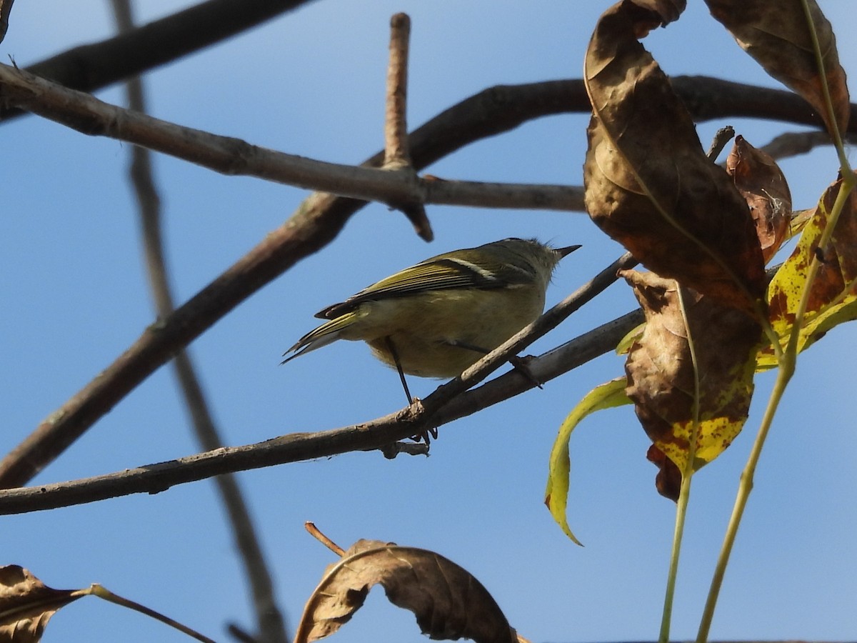 Ruby-crowned Kinglet - ML645423842