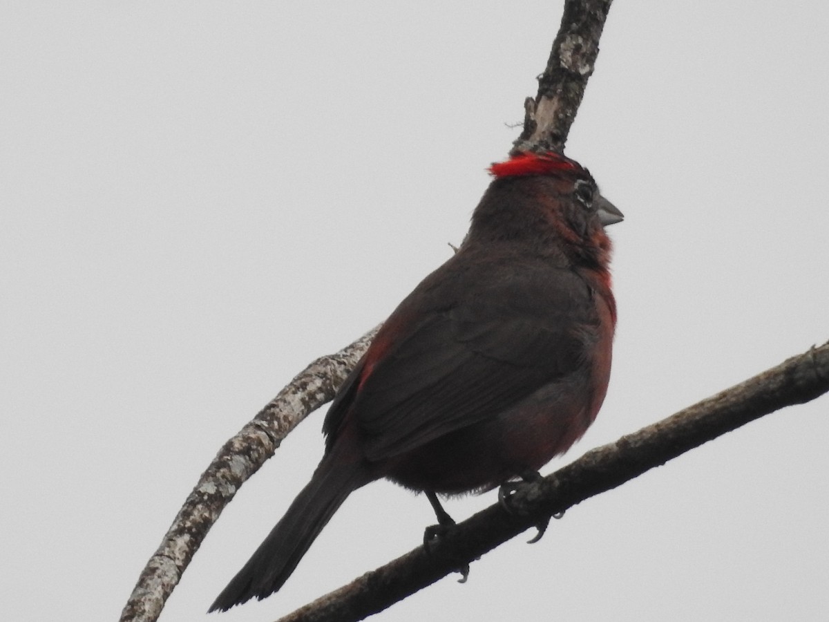 Red-crested Finch - ML645423846