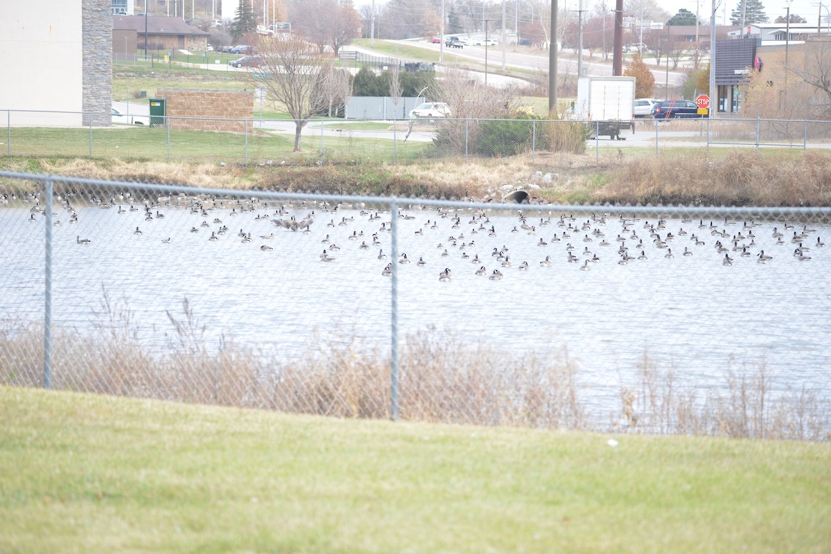 Canada Goose - ML645423848