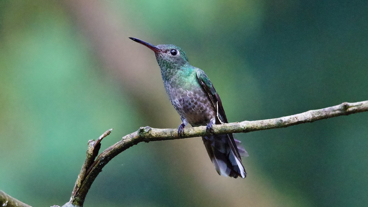 Schuppenbrustkolibri - ML645423851