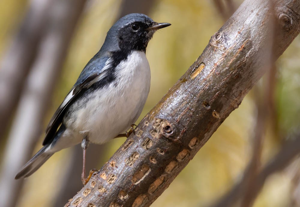 Black-throated Blue Warbler - ML645423853