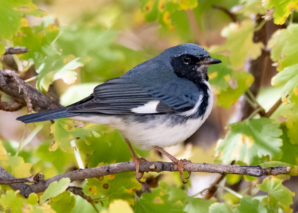 Black-throated Blue Warbler - ML645423855