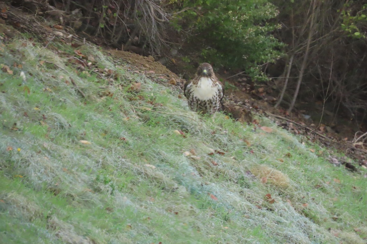 Red-tailed Hawk - ML645423858