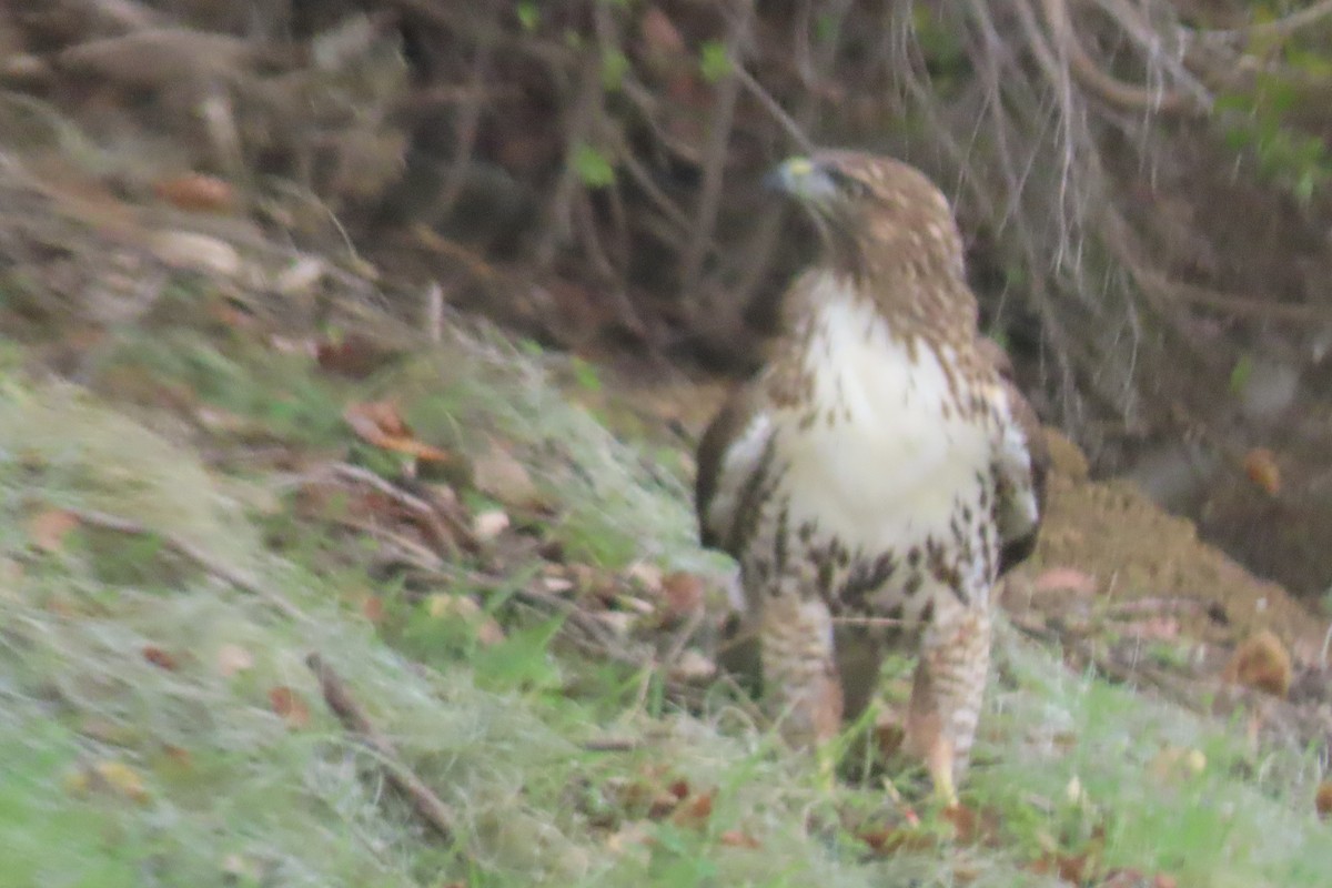 Red-tailed Hawk - ML645423865