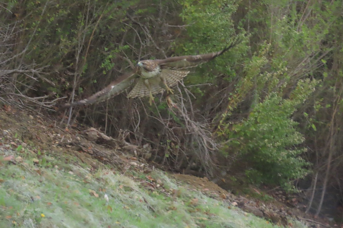 Red-tailed Hawk - ML645423869