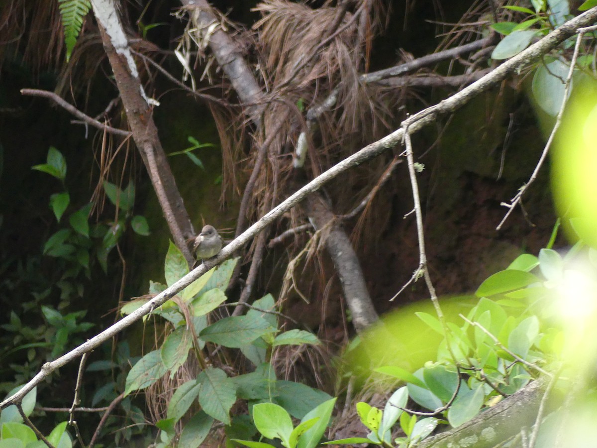 Western Wood-Pewee - ML645423870