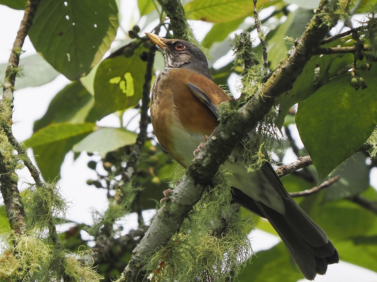 Rufous-backed Robin - ML645423875