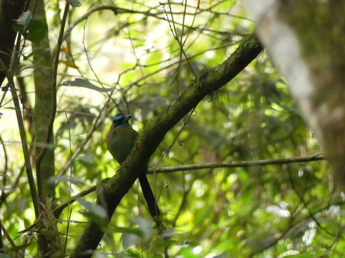 Lesson Motmotu - ML645423877