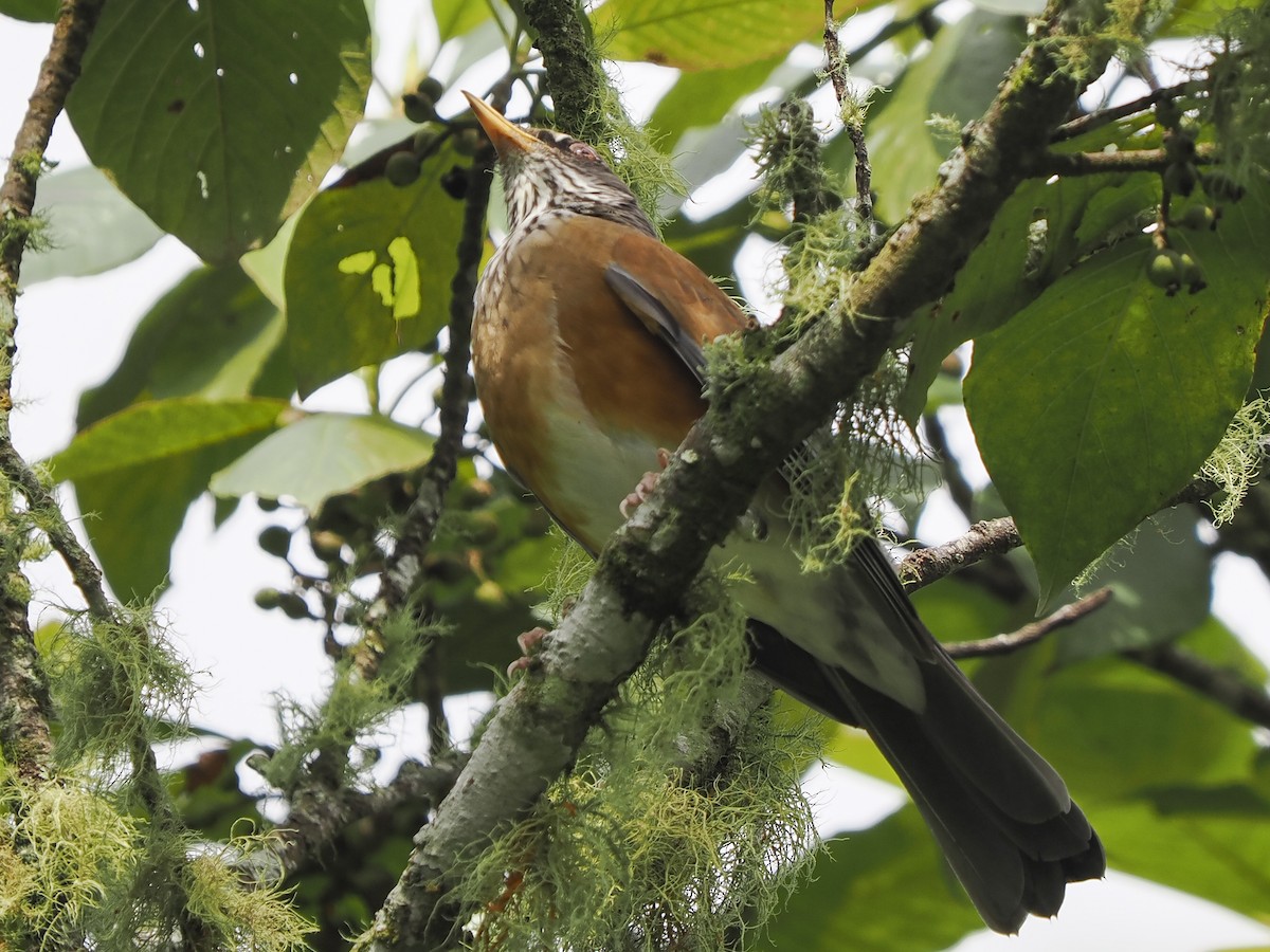Rufous-backed Robin - ML645423880