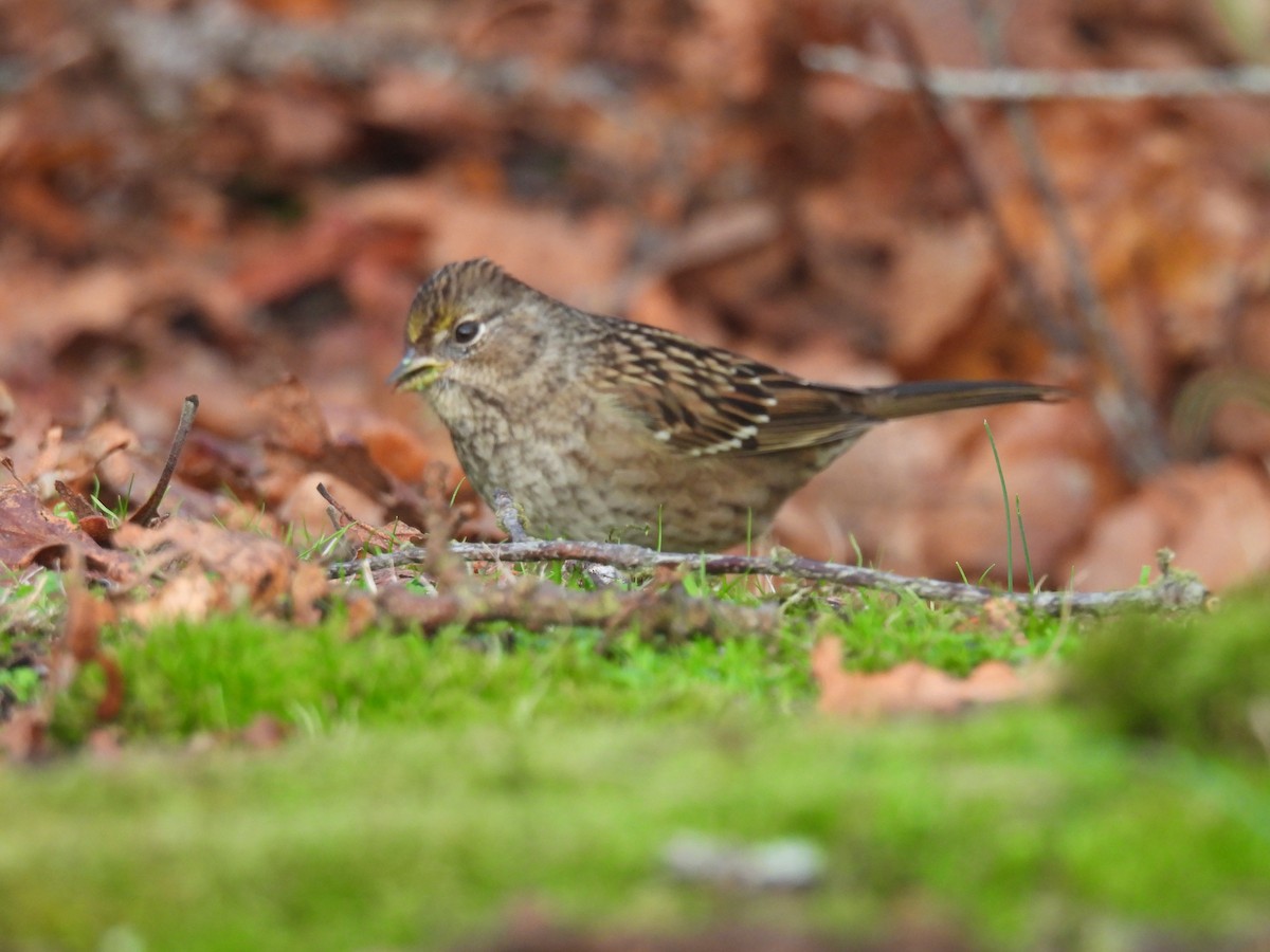Чернобровая овсянка - ML645423881