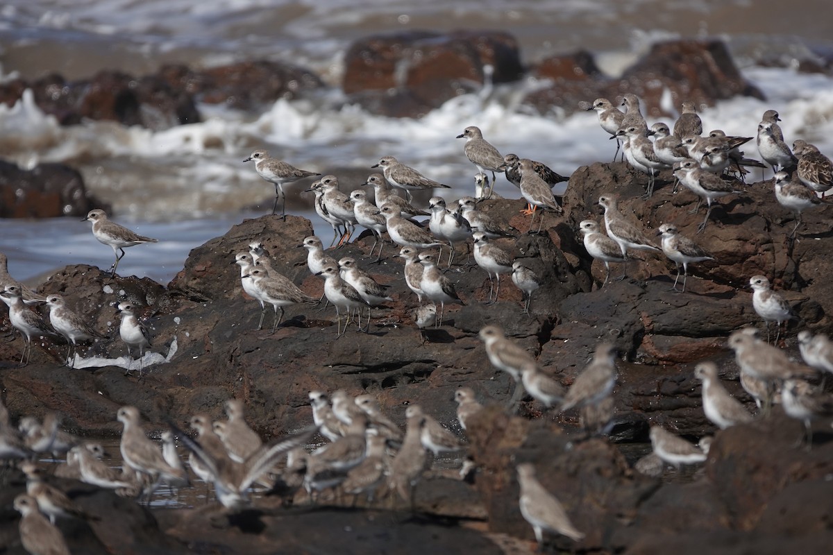 Tibetan Sand-Plover - ML645423883