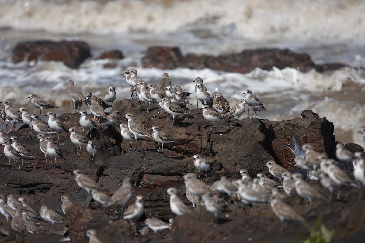 Tibetan Sand-Plover - ML645423884