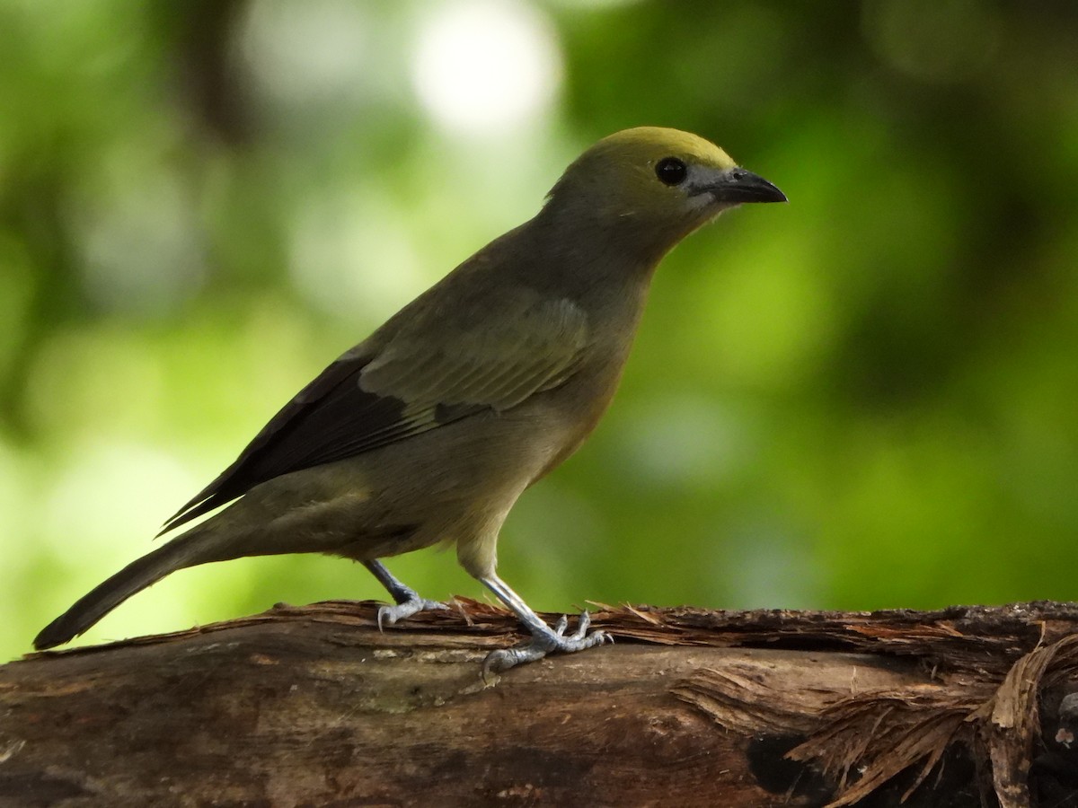 Tangara Palmera - ML645423885