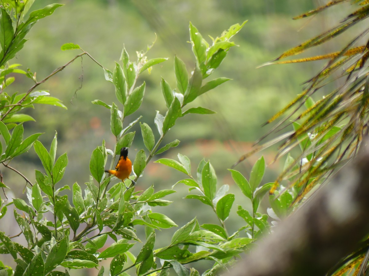 Балтиморский трупиал - ML645423886