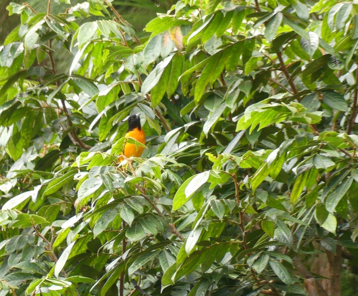 Балтиморский трупиал - ML645423888