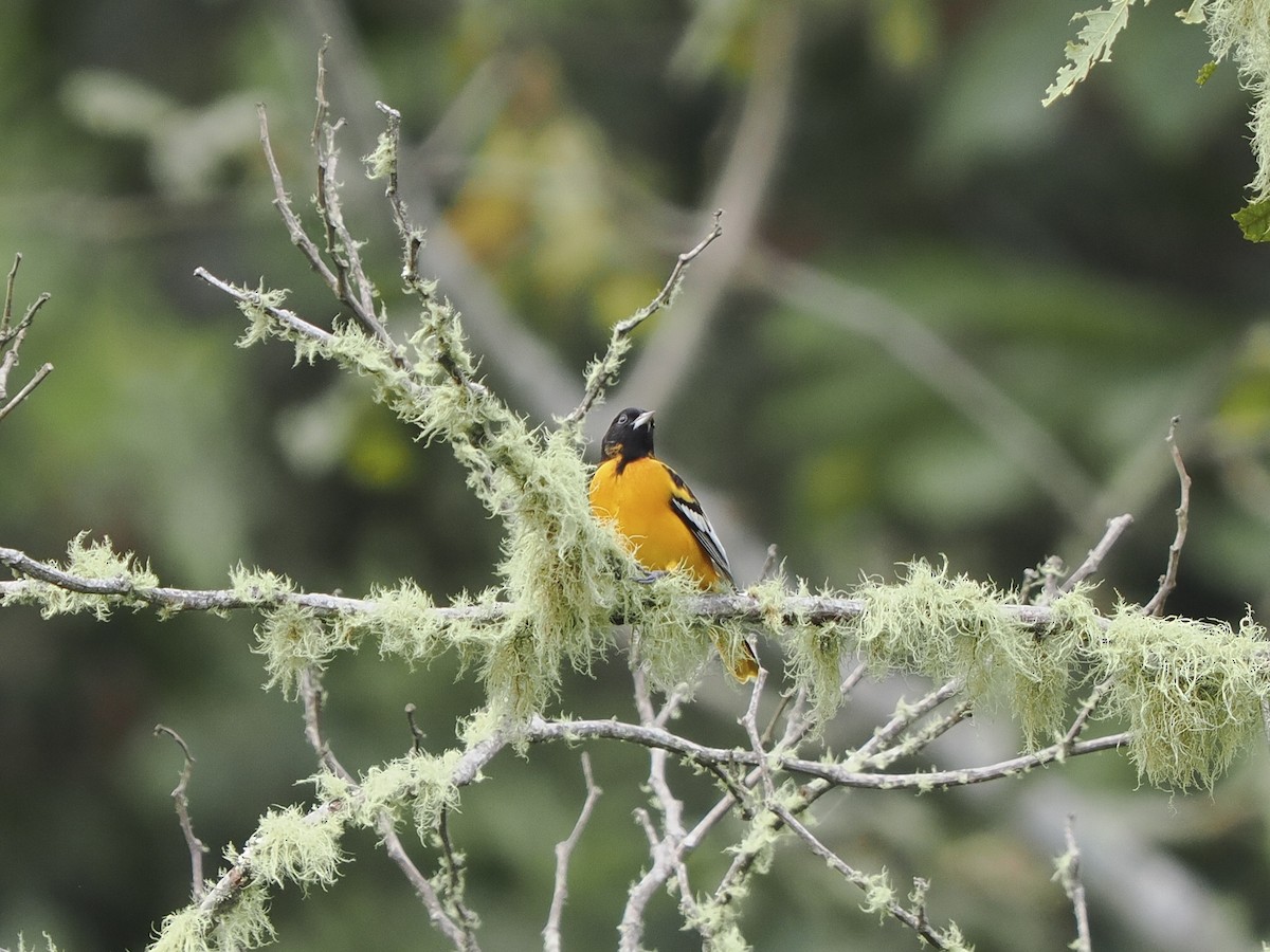 Балтиморский трупиал - ML645423894