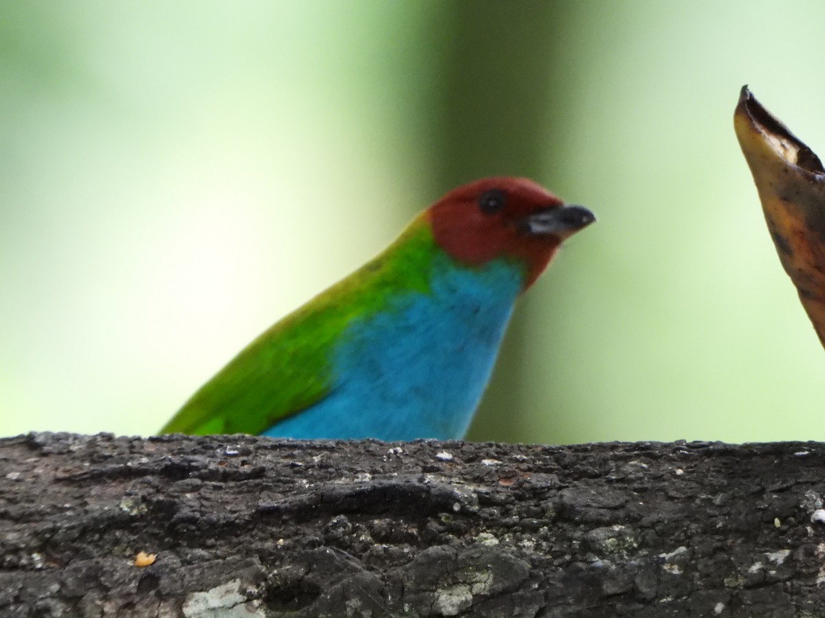 Tangara Cabecibaya - ML645423896