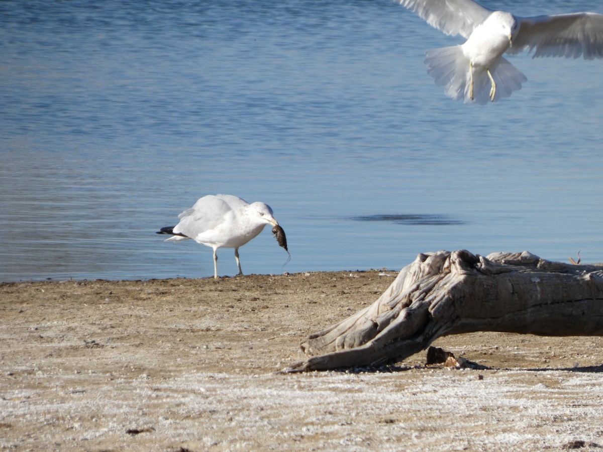 Ring-billed Gull - ML645423901