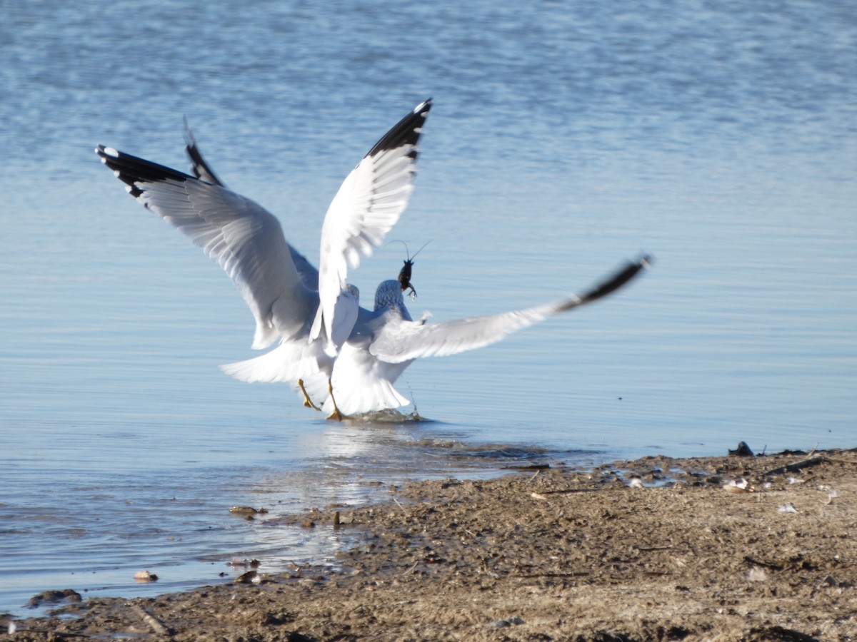 Ring-billed Gull - ML645423902