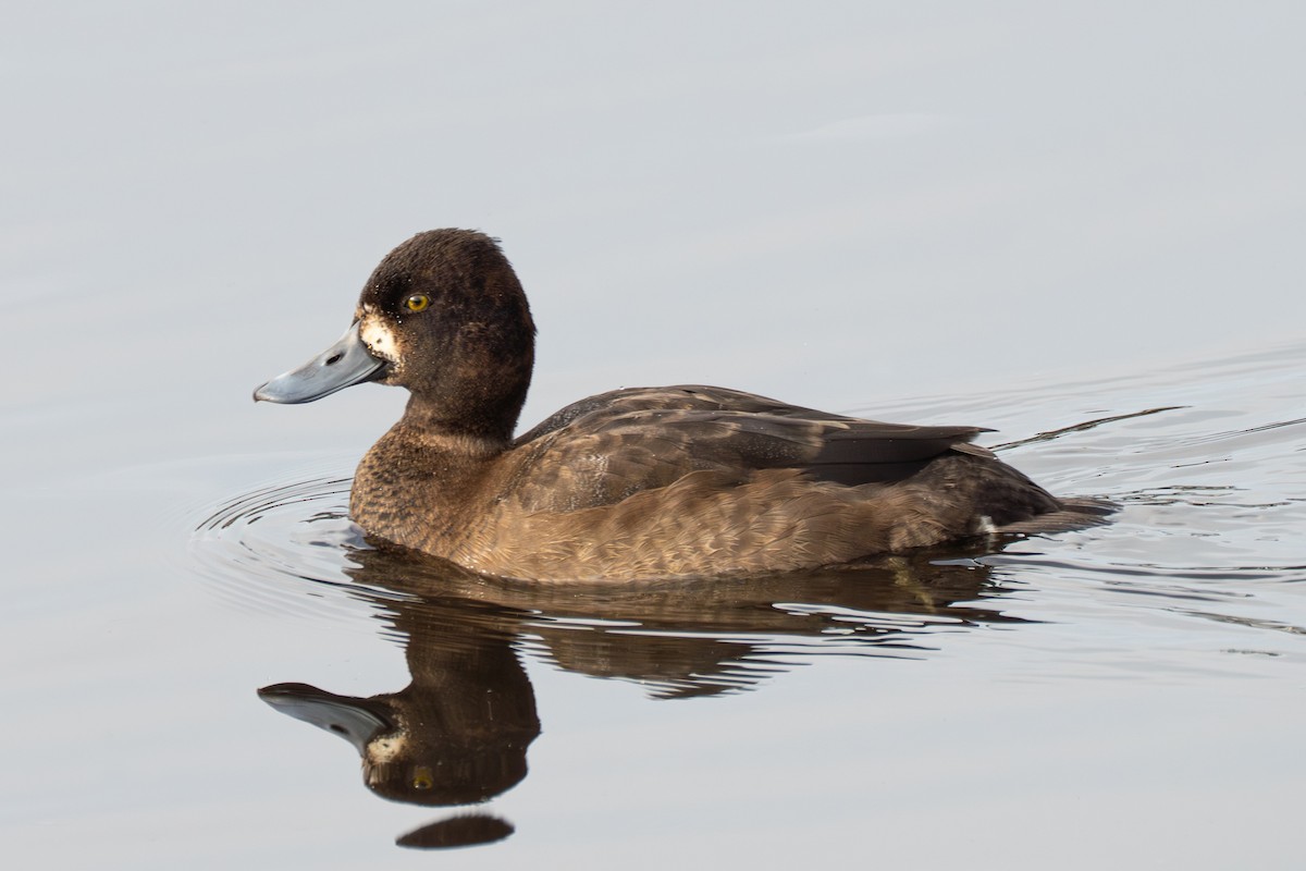 Lesser Scaup - ML645423919