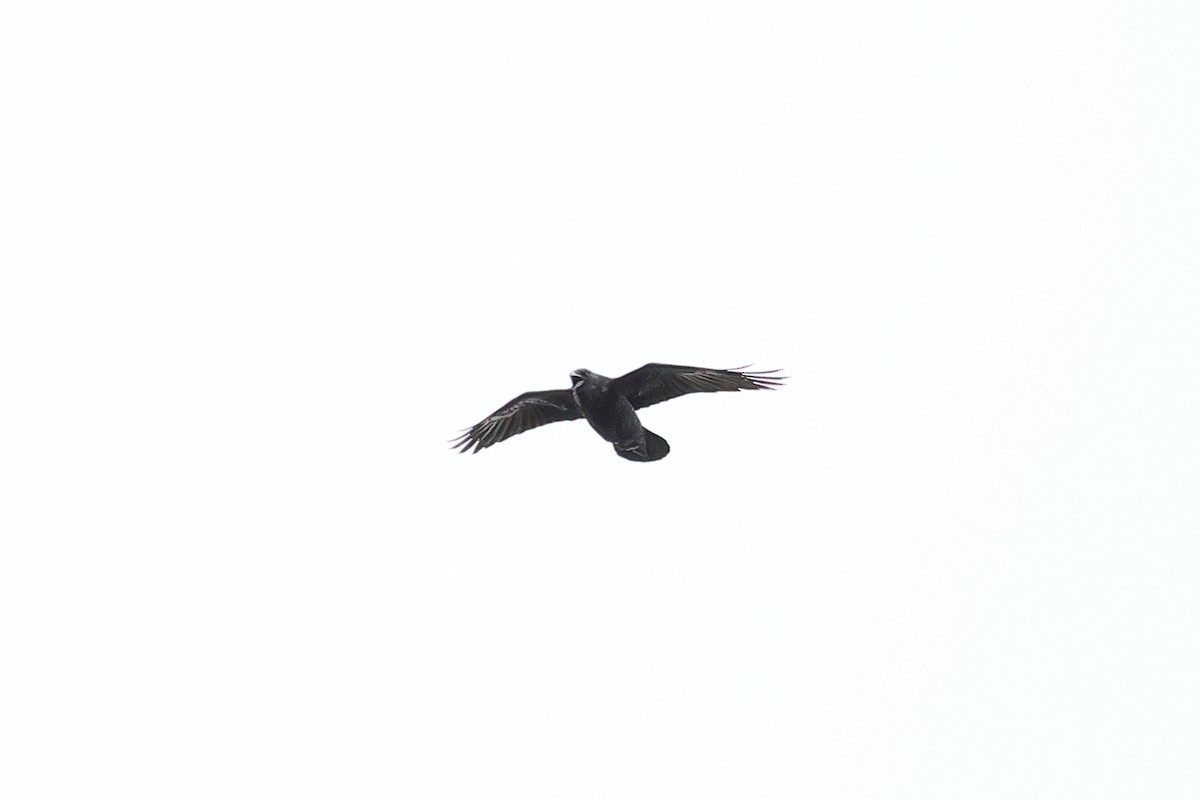 Common Raven - ML645423921