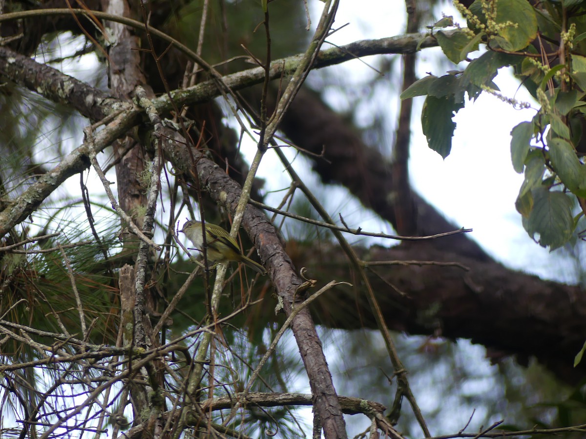 Mistletoe Tyrannulet - ML645423924