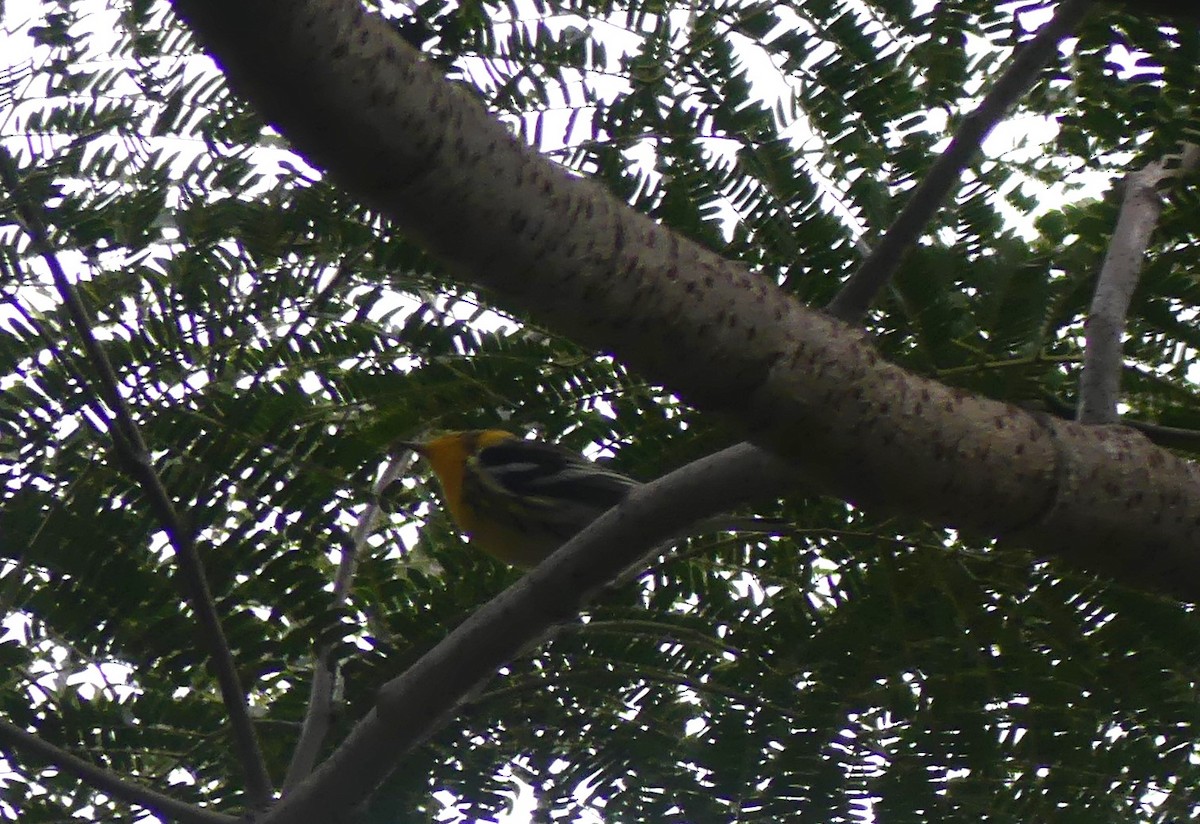 Blackburnian Warbler - ML645423931