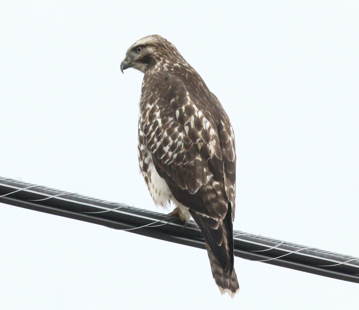Red-tailed Hawk - ML645423933