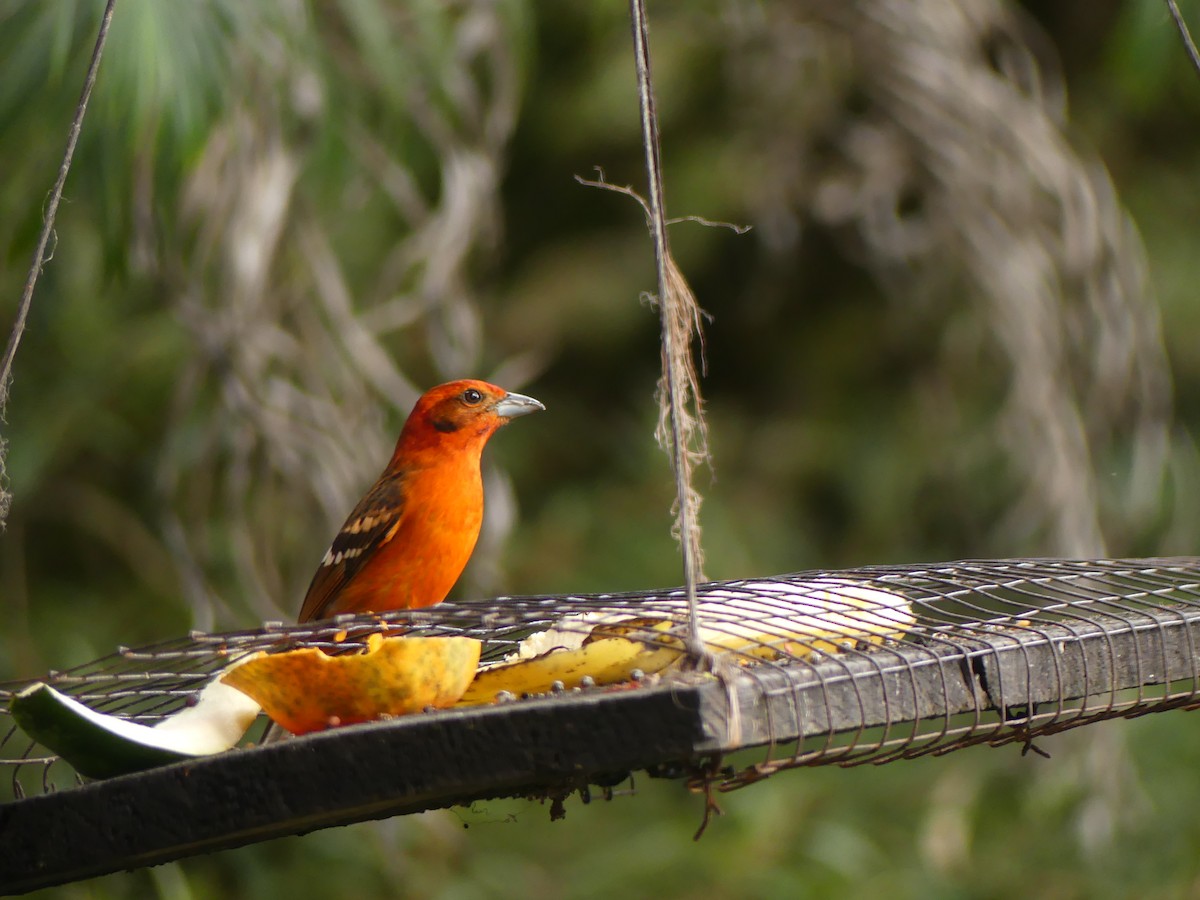 Flame-colored Tanager - ML645423938
