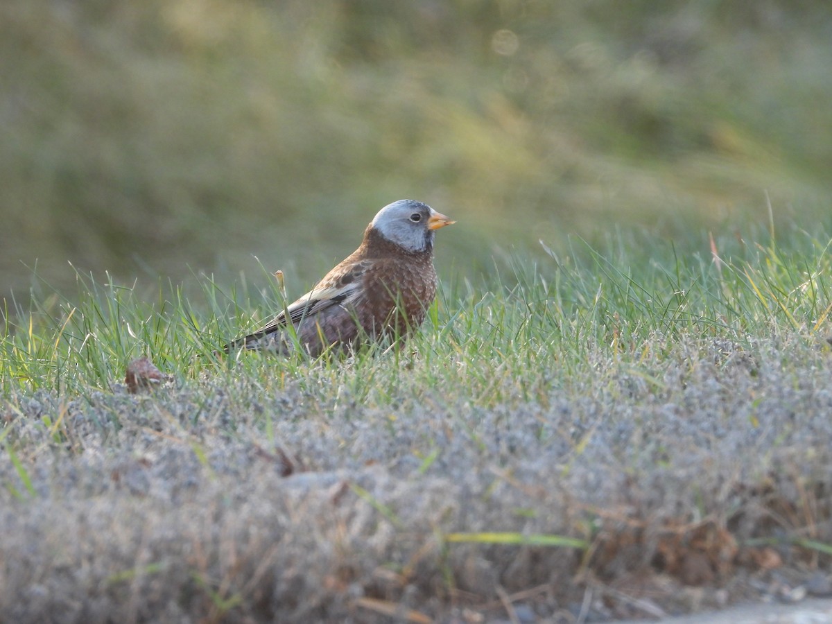 Gray-crowned Rosy-Finch (Hepburn's) - ML645423942
