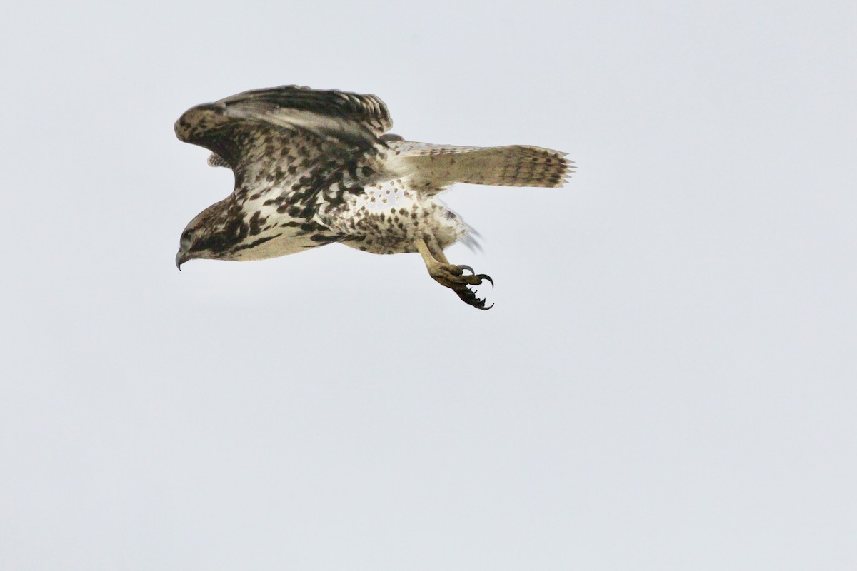 Red-tailed Hawk - ML645423951