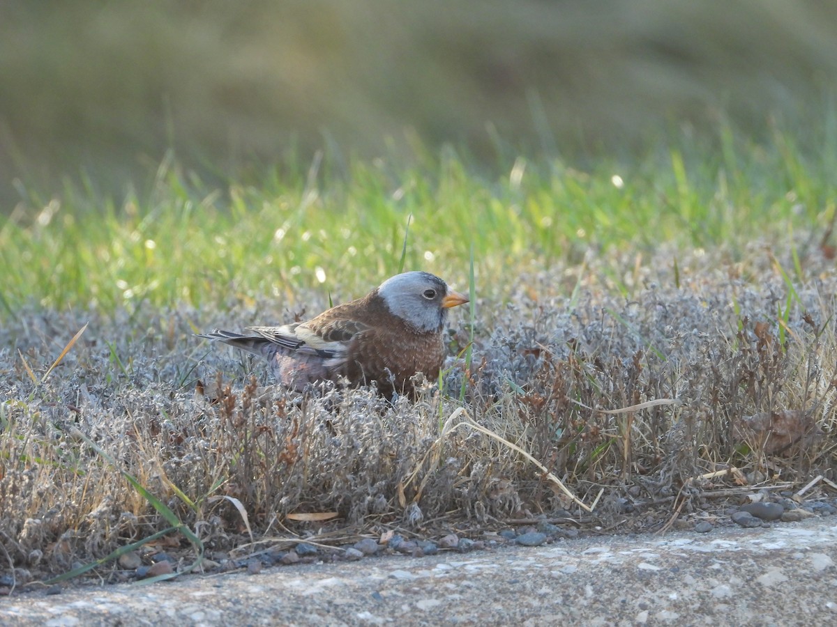 Gray-crowned Rosy-Finch (Hepburn's) - ML645423958