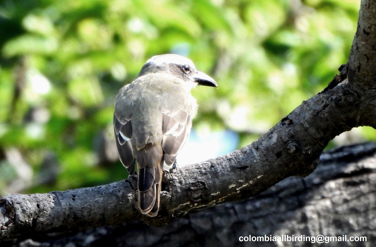 Boat-billed Flycatcher - ML645423960