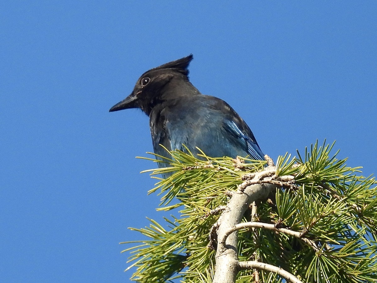 Steller's Jay - ML645423961