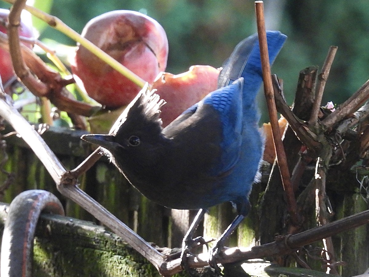 Steller's Jay - ML645423962
