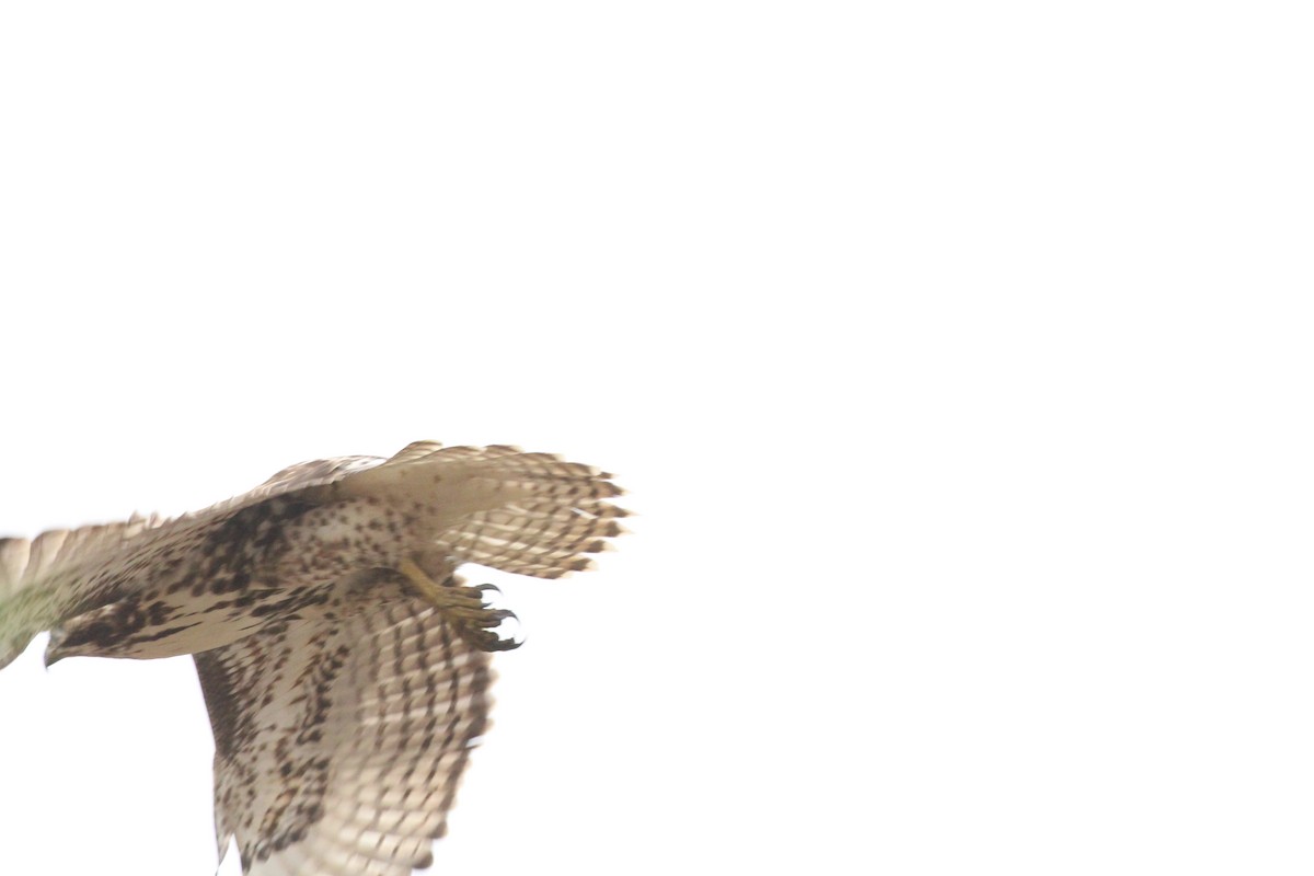 Red-tailed Hawk - ML645423964