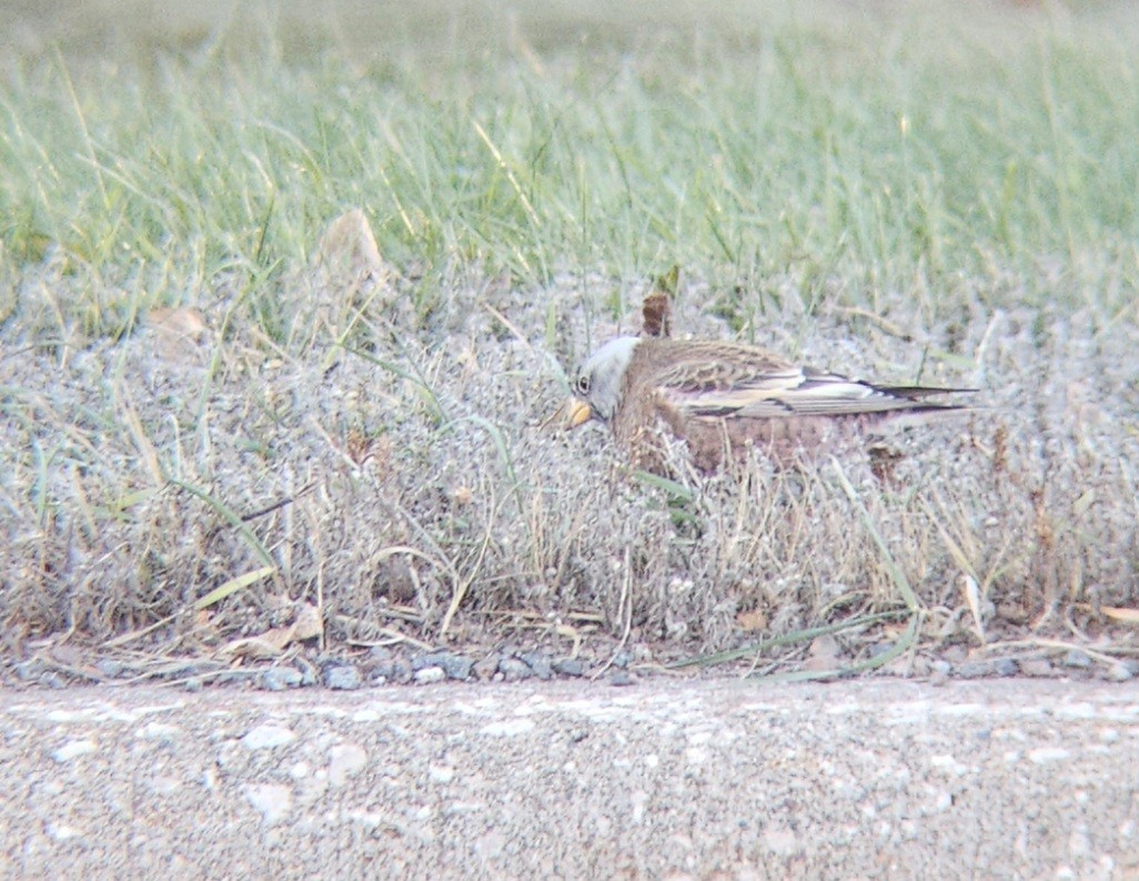 Gray-crowned Rosy-Finch (Hepburn's) - ML645423967