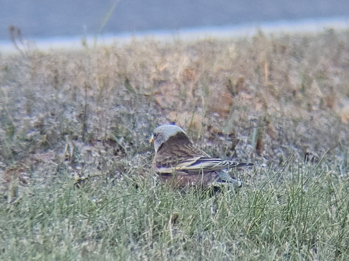 Gray-crowned Rosy-Finch (Hepburn's) - ML645423968