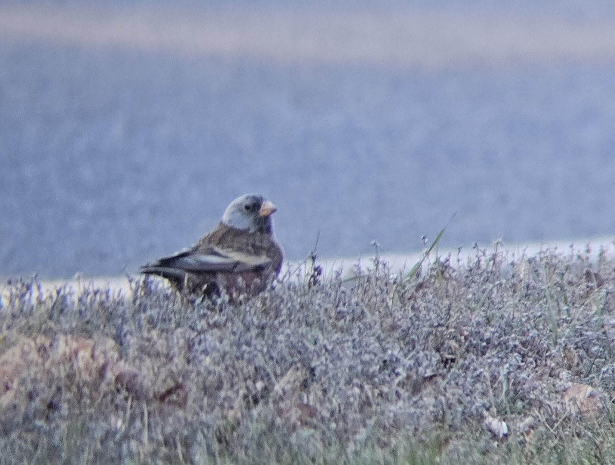 Gray-crowned Rosy-Finch (Hepburn's) - ML645423969